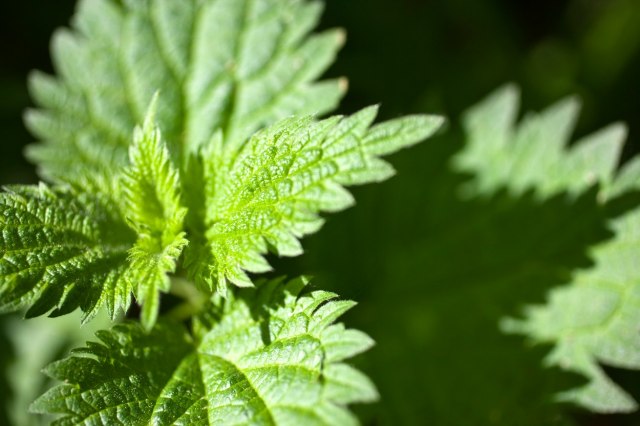 Leči upale mokraćnih kanala, dijabetes, anemiju: Biljka koja čisti ceo organizam od toksina